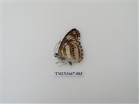 藏品(蛺蝶科(1))的圖片